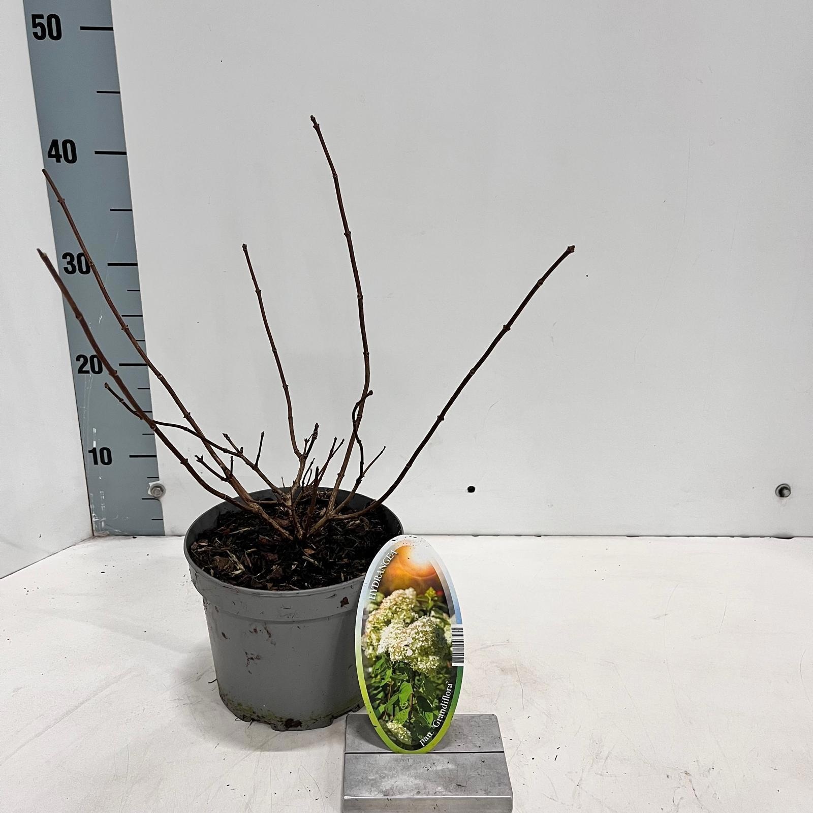 Hydrangea pan. ‘Grandiflora’, D 17