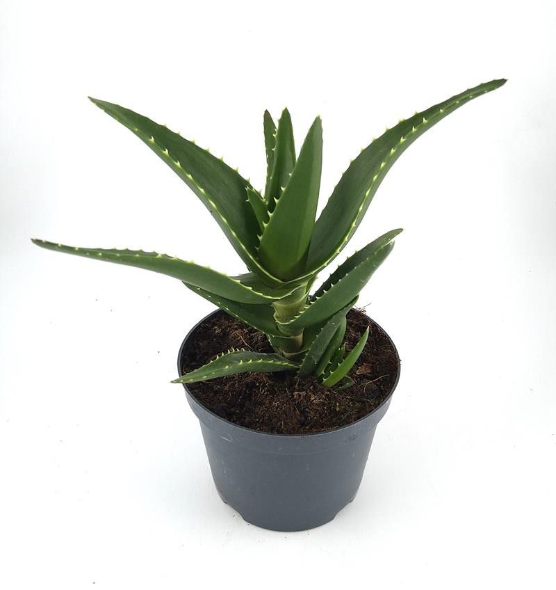 ALOE MITRIFORMIS, D 12