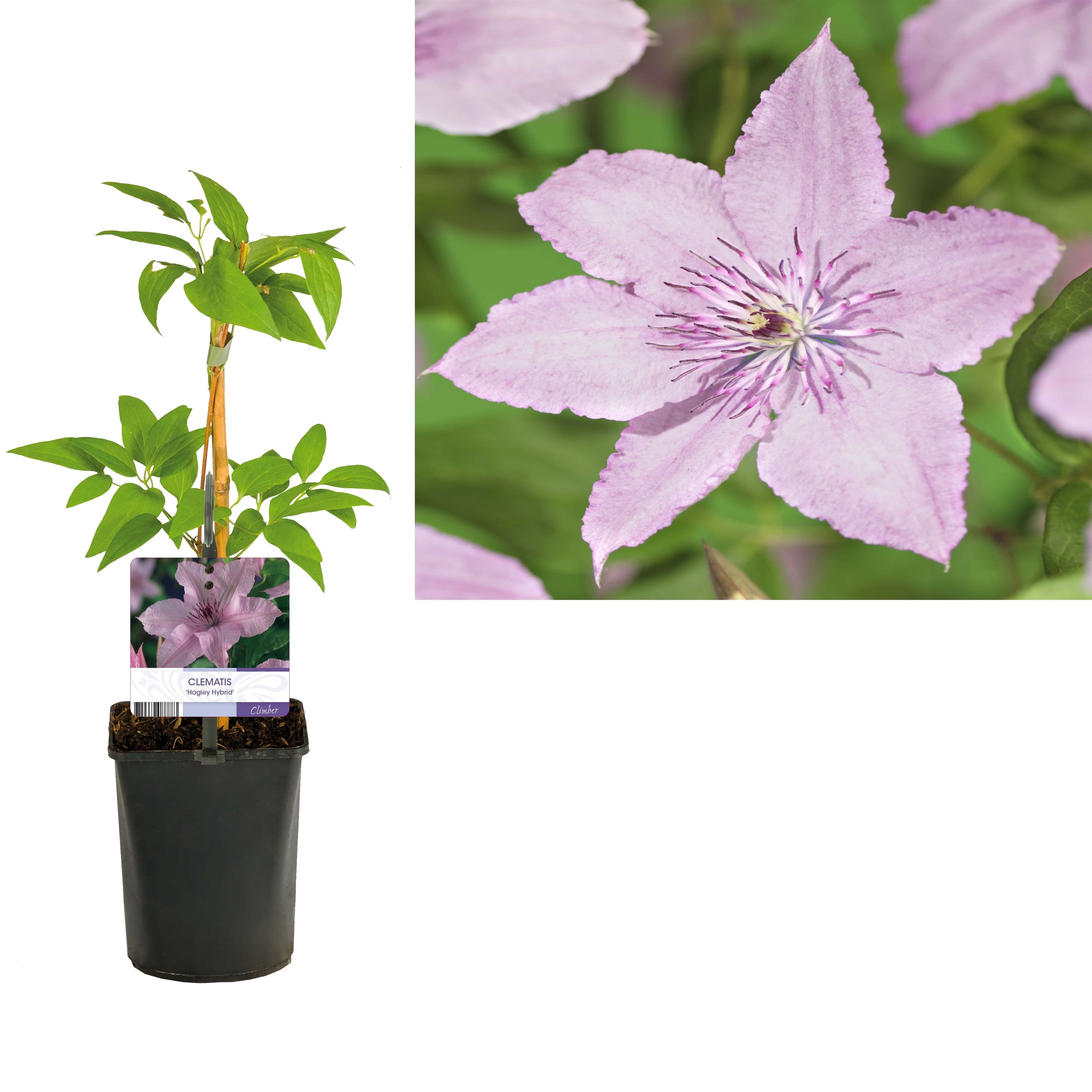 Clematis 'Hagley Hybrid' +light label, D 11