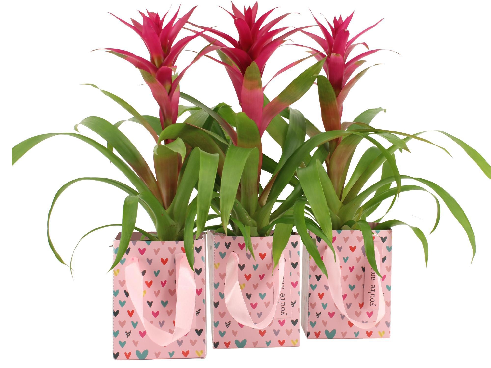 2501091: Solutionss Lovess, D 12