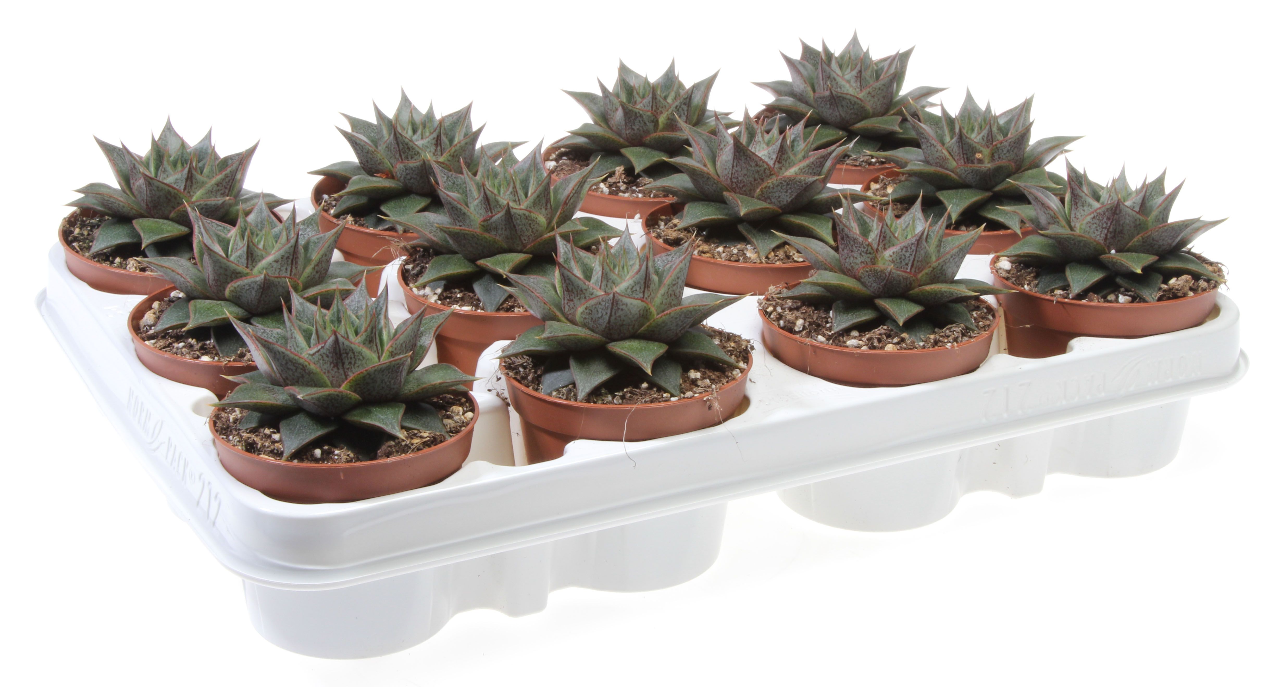 Echeveria gilva, D 8,5