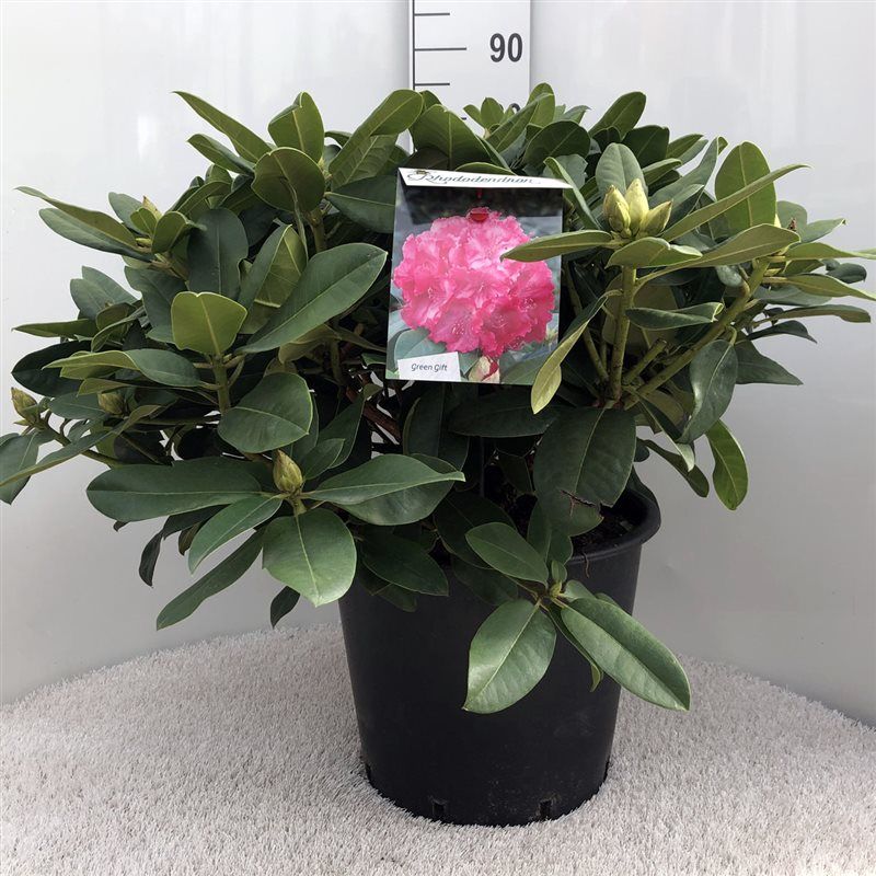 Rhodo. 'Germania' pink, D 40