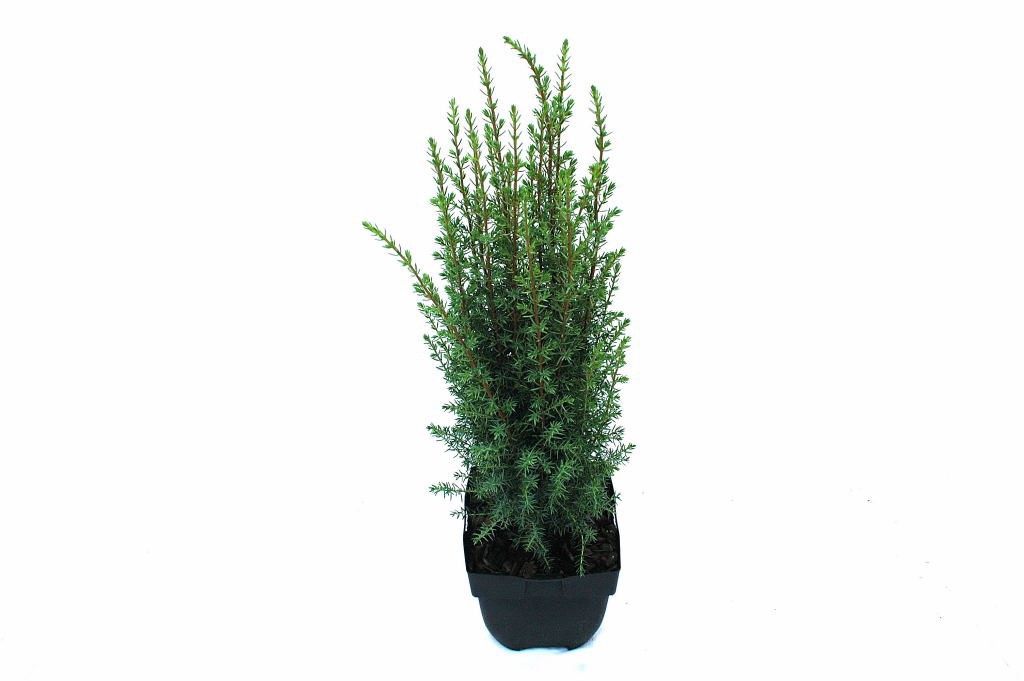 Juniperus communis 'Arnold' P17, D 17