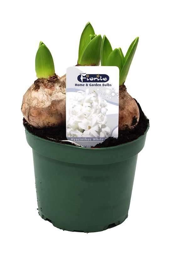 Hyacint White Pearl, D 12