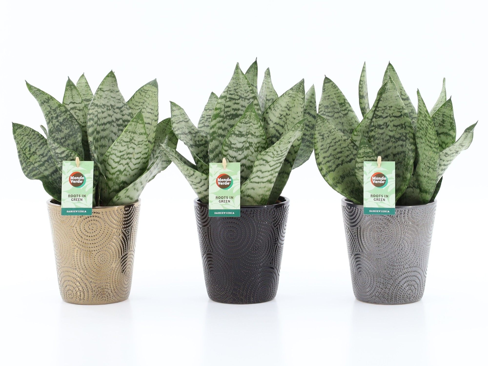 Sansevieria Black Coral in Infinity keramiek, D 13