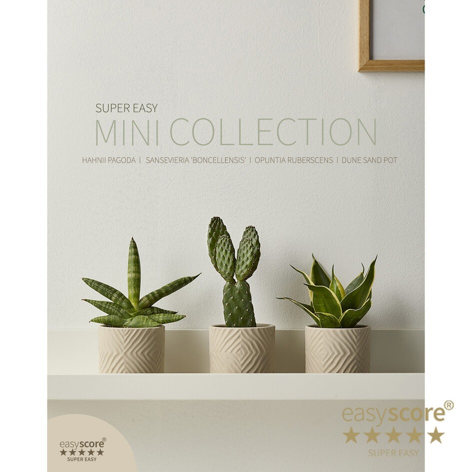 GREEN PLANTS MIX 30681225 Dune, D 7