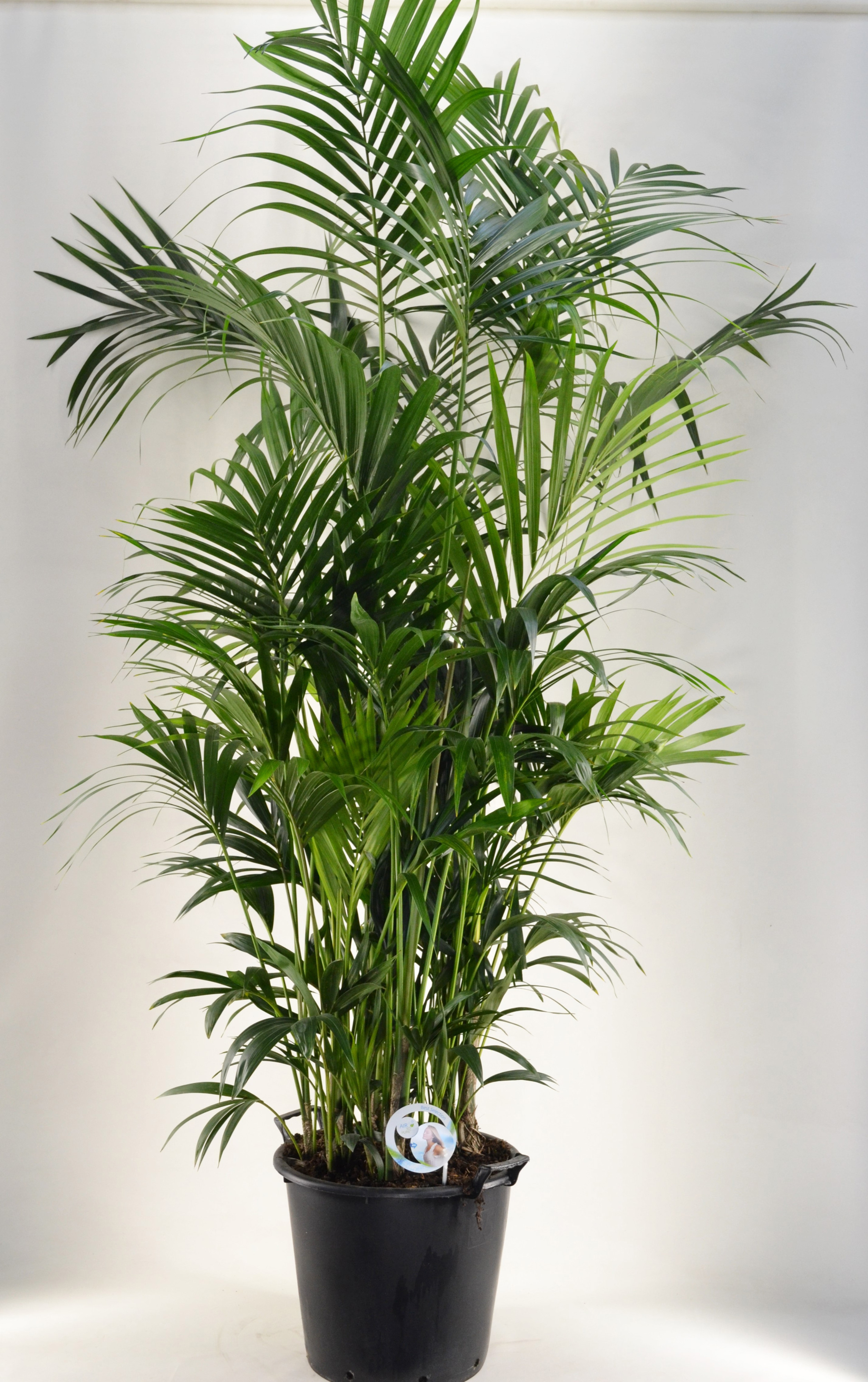 KENTIA - P44 H250 - 20PP - Air So Pure (Howea forsteriana), D 44
