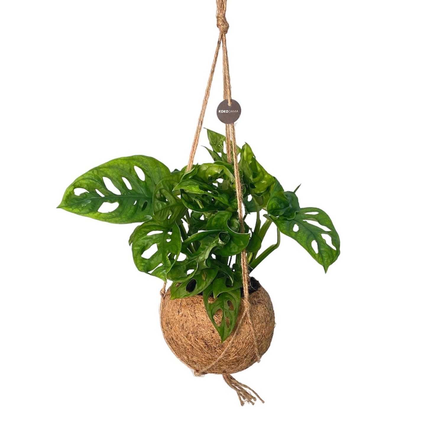 Kokodama 17 cm Monstera Adansonii Monkey leaf, D 17