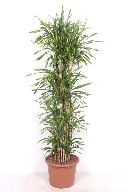 Dracaena Riki, D 45