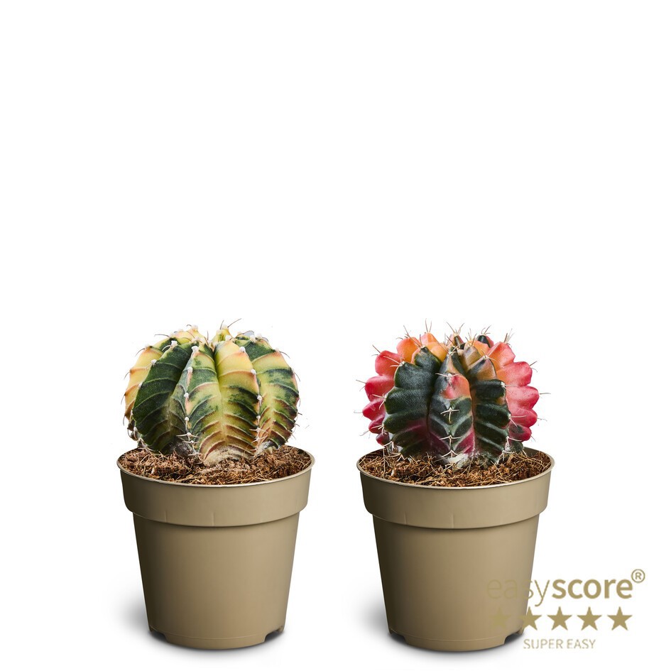 GYMNOCALYCIUM MIHANOVICHI 'Glow Mix', D 9