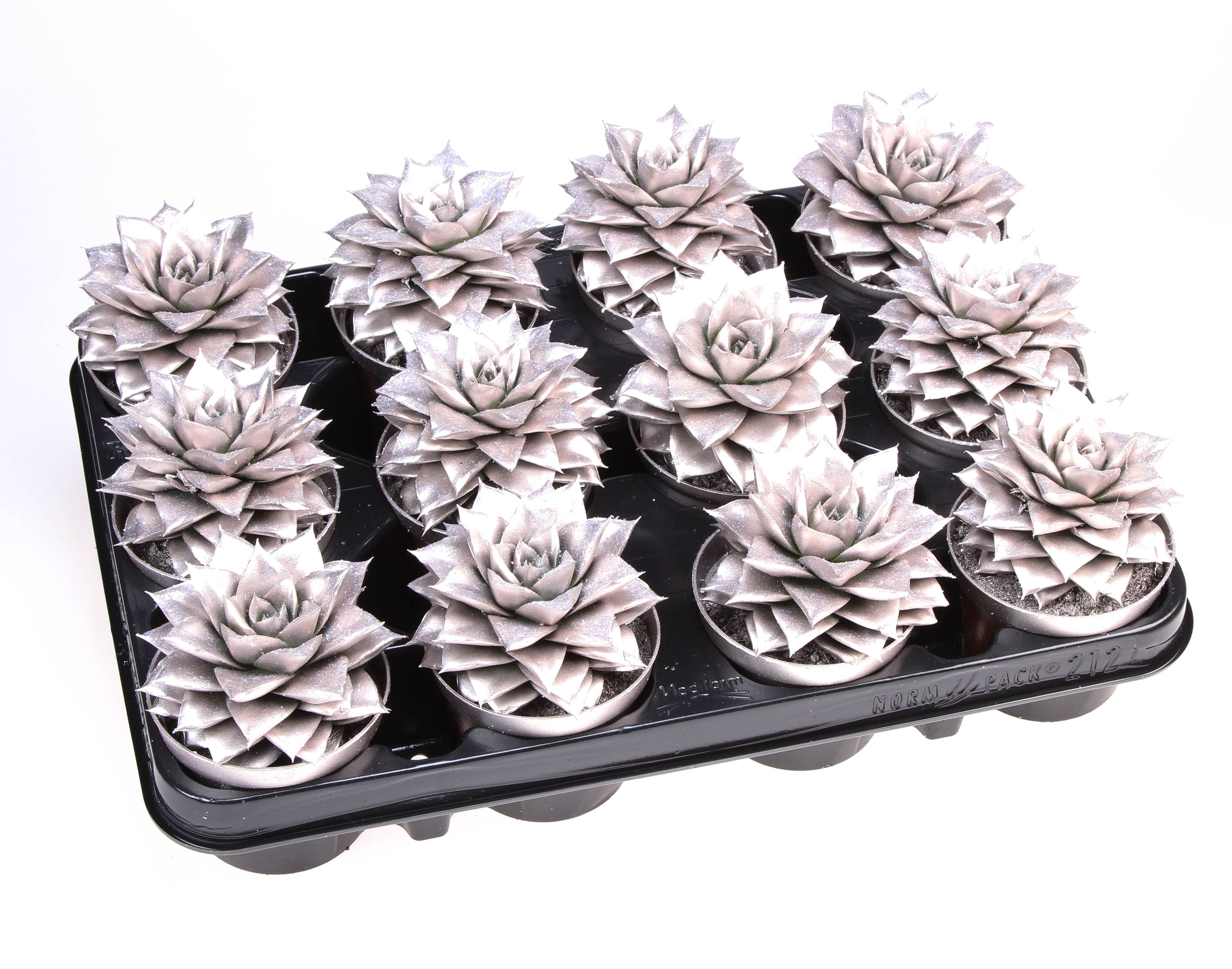 Purper champagne + bio glitter, D 8,5