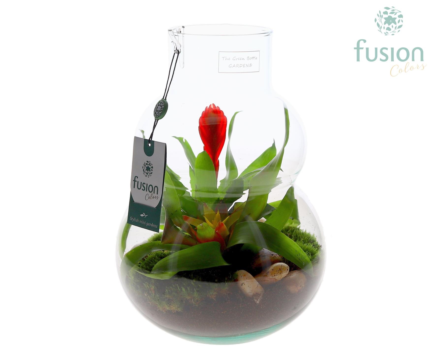 Green Bottle Olaf Medium met Bromelia arrangement, D 21