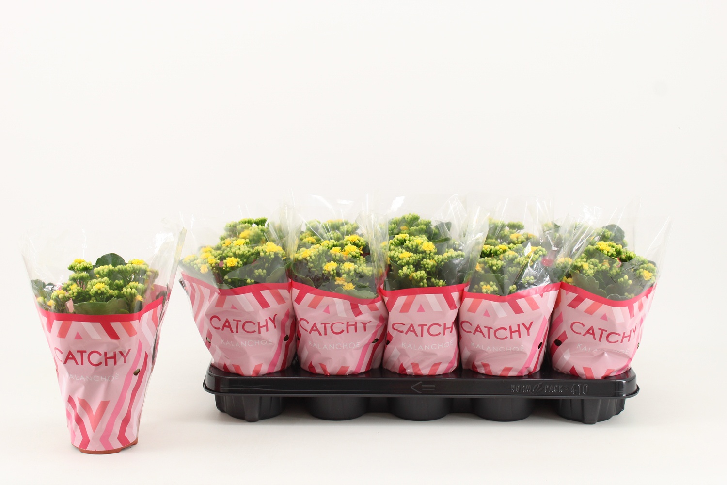 Kalanchoe Double, Catchy Season Yellow, D 10,5