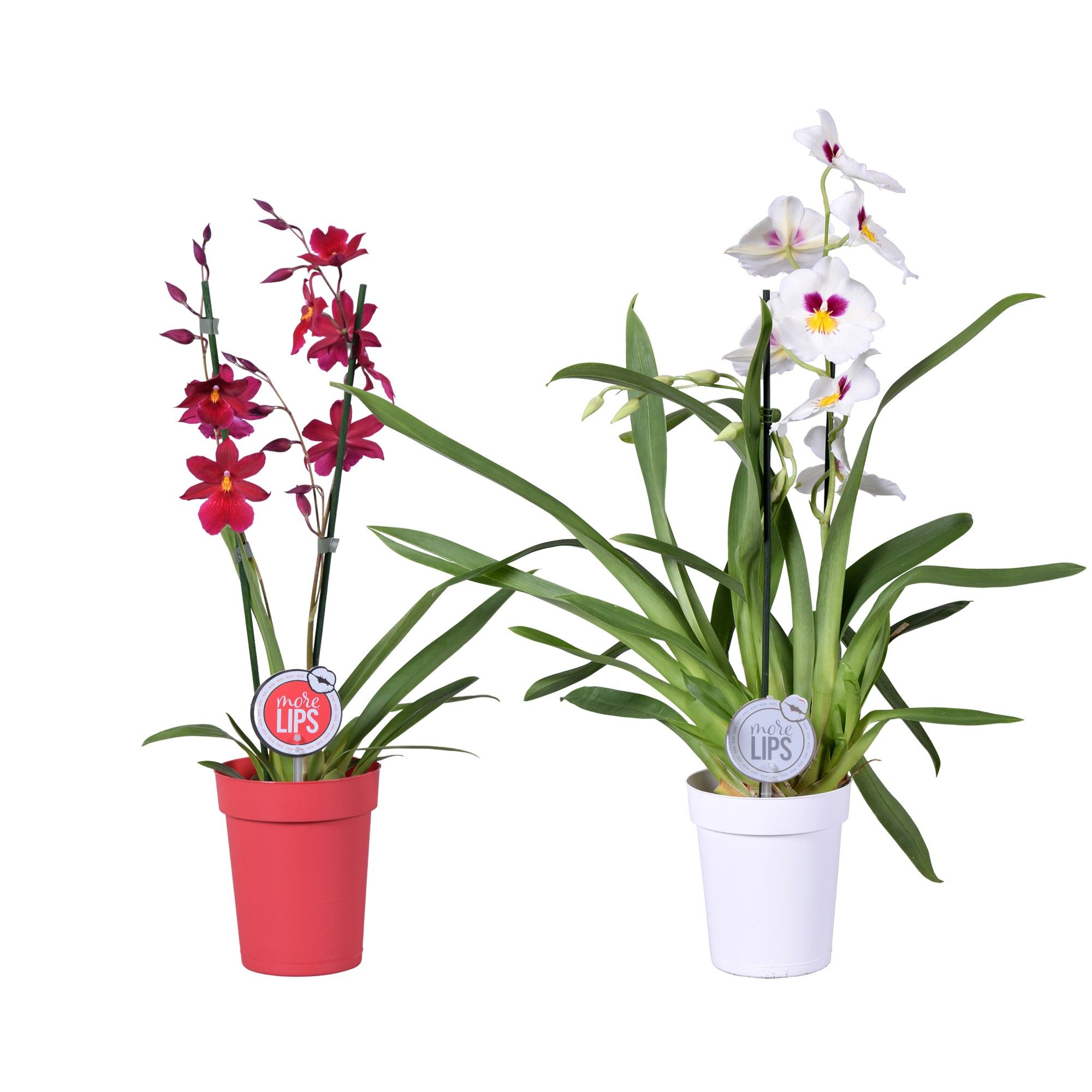 MoreLIPS® Christmas mix 2 tak in rode en witte pot, D 12