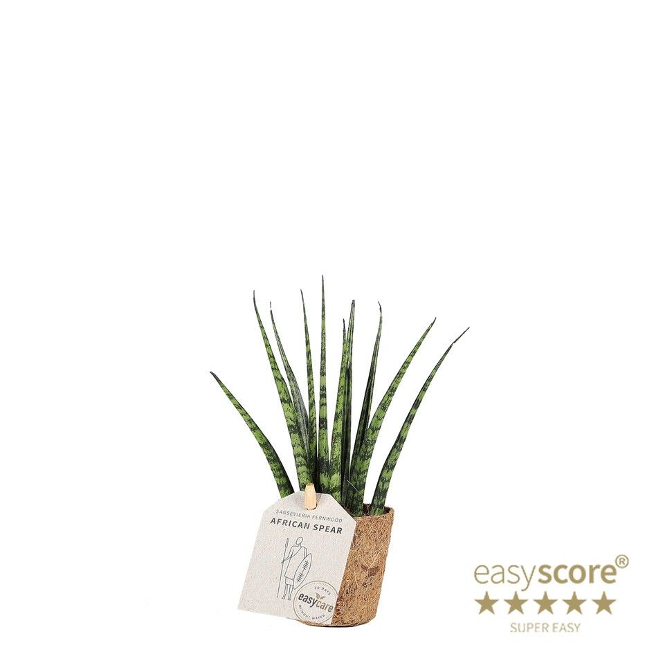 Sansevieria ´Fernwood´ - COCOZ, D 6