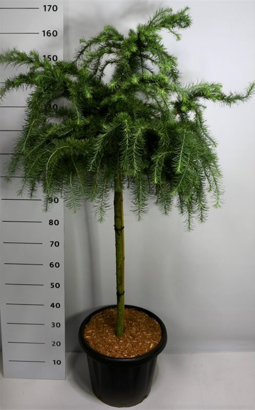 Larix decidua 'Little Bogle', D 38