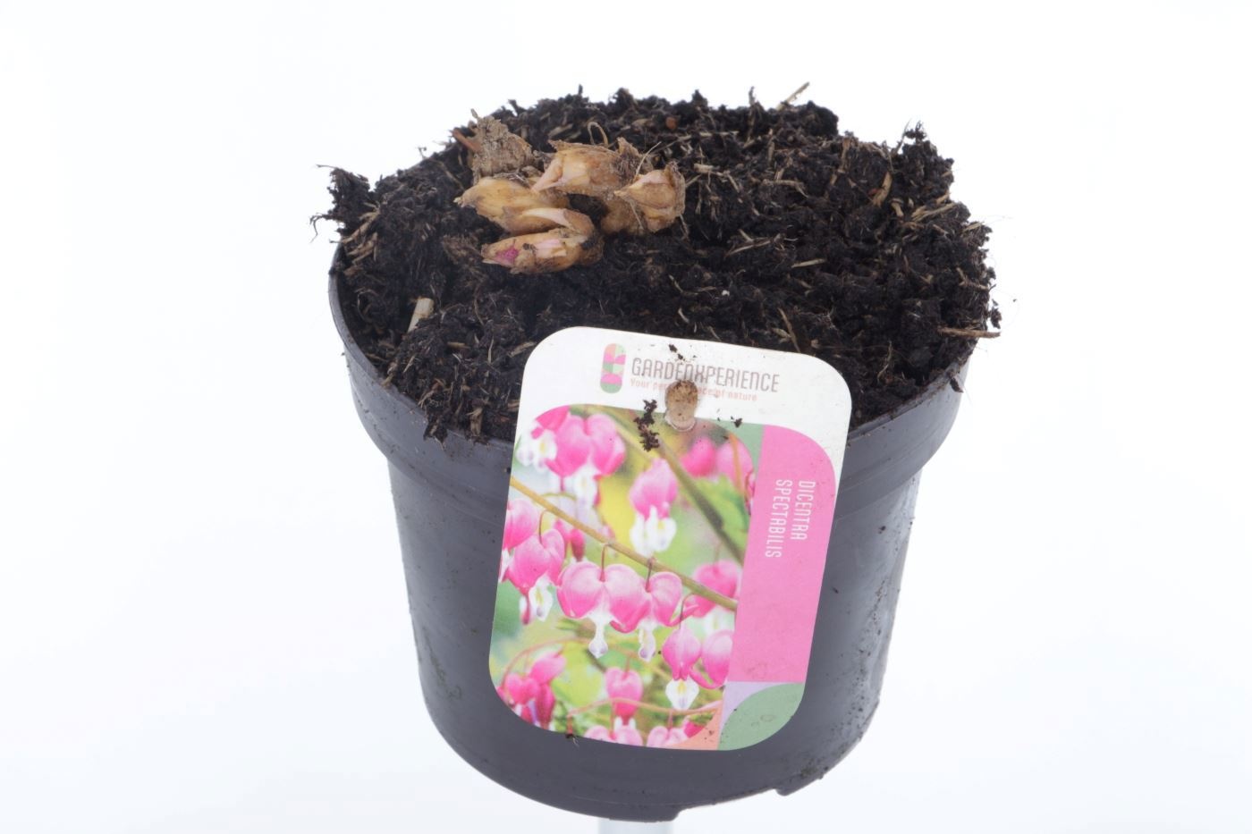 Dicentra spectabilis, D 13