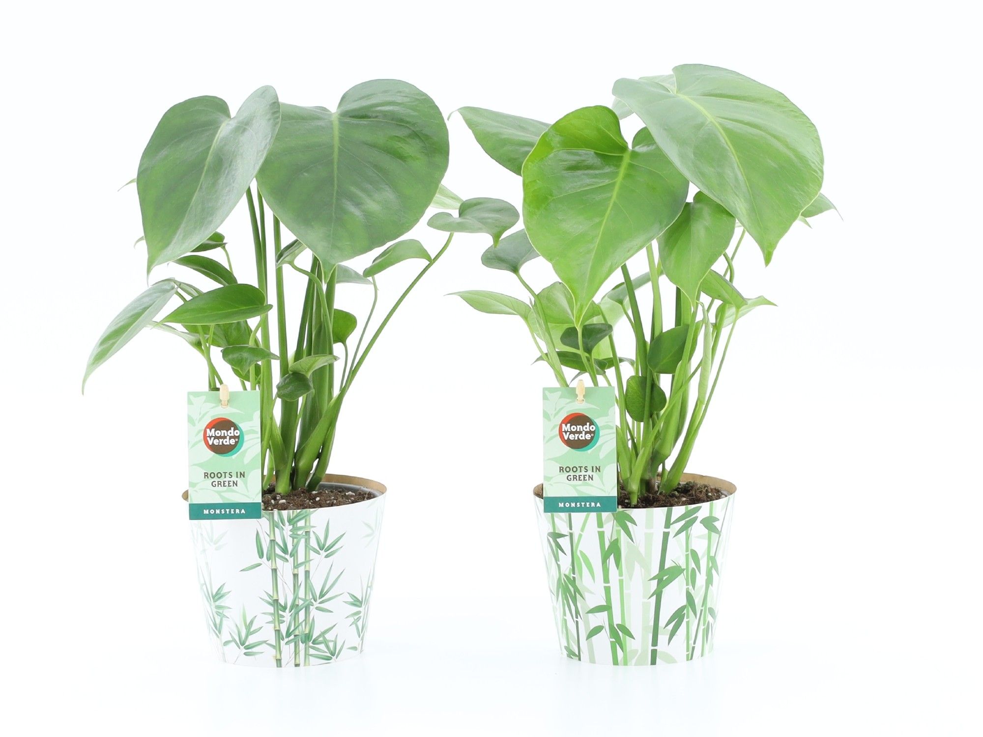 Monstera deliciosa in Potcover Bamboo, D 12