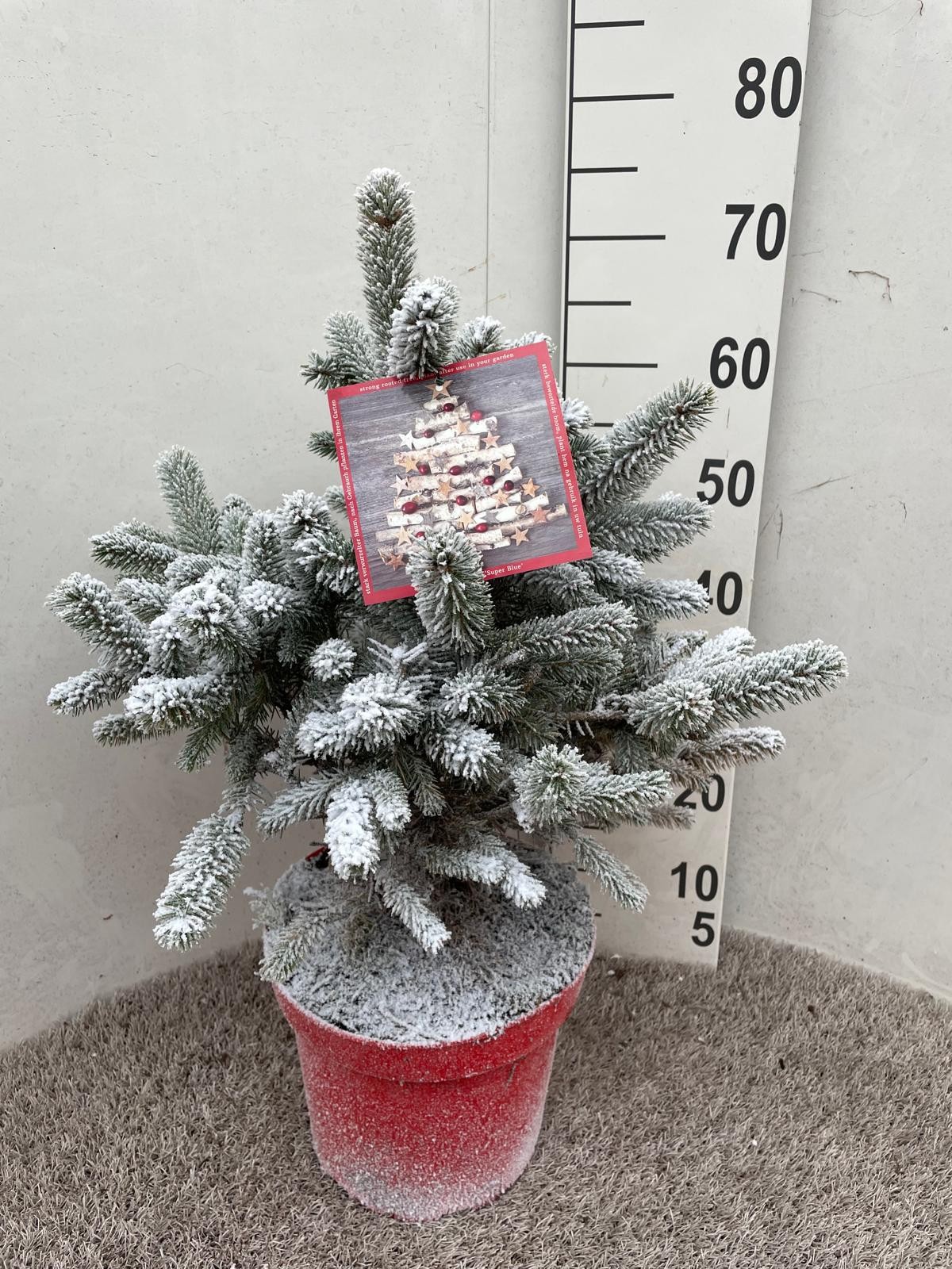 Picea sneeuw Super Blue 70 cm P26, D 26