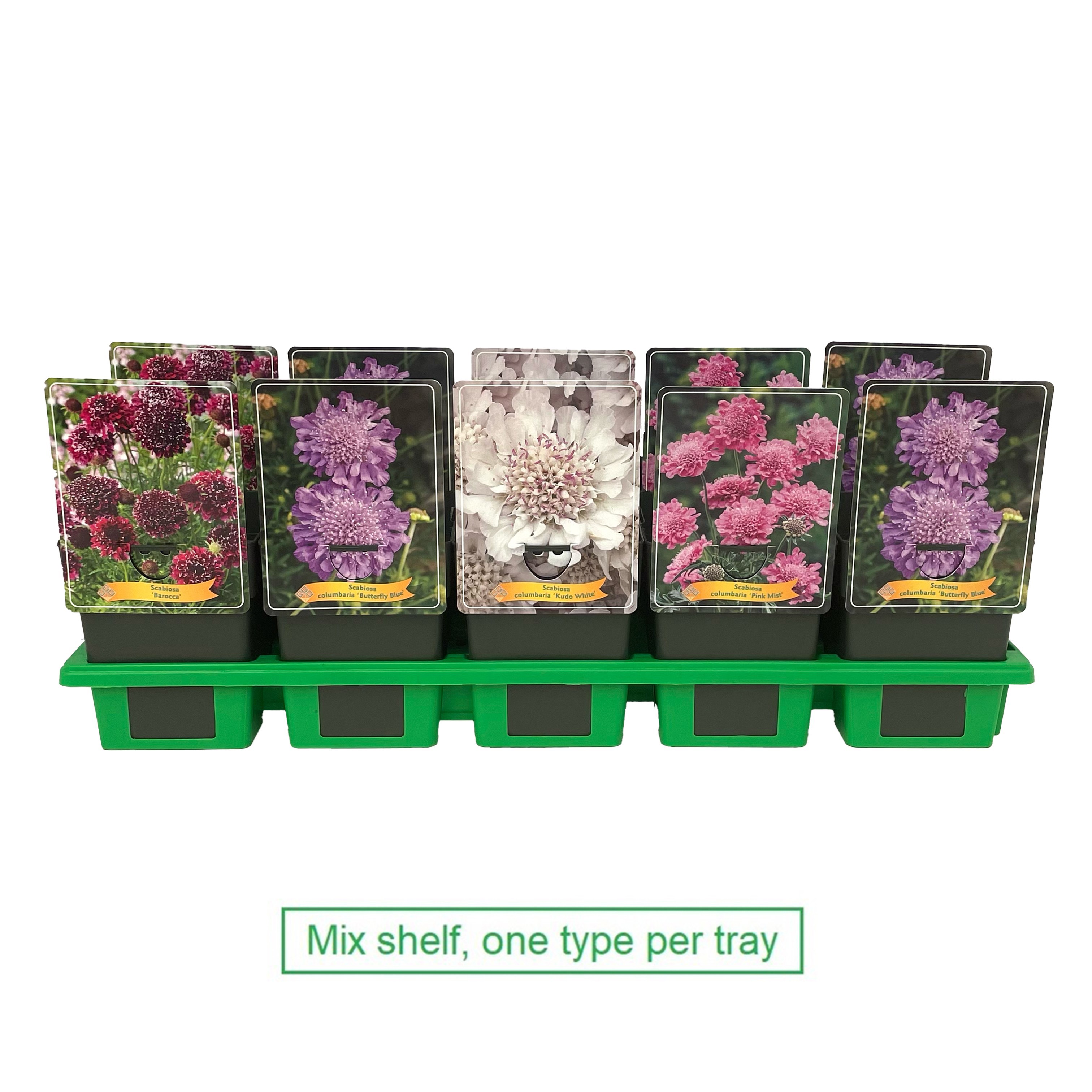 Scabiosa mix per laag P11, D 11
