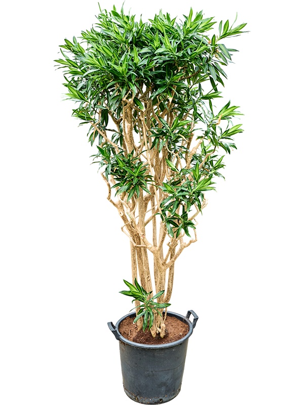 Pleomele (Dracaena) reflexa 'Song of Jamaica', D 45