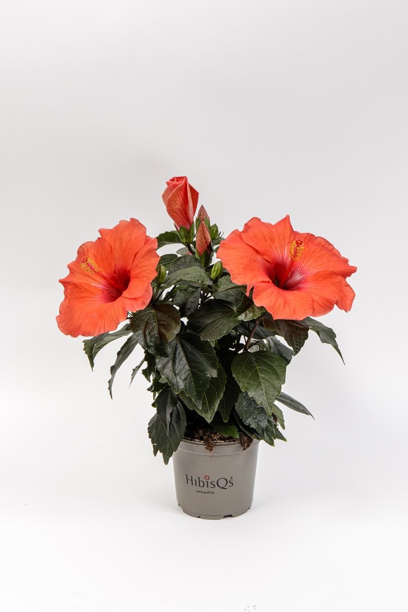 HIBISCUS ROSA SINENSIS 'ADONICUS (N) ORANG' 2-3 takk, D 13