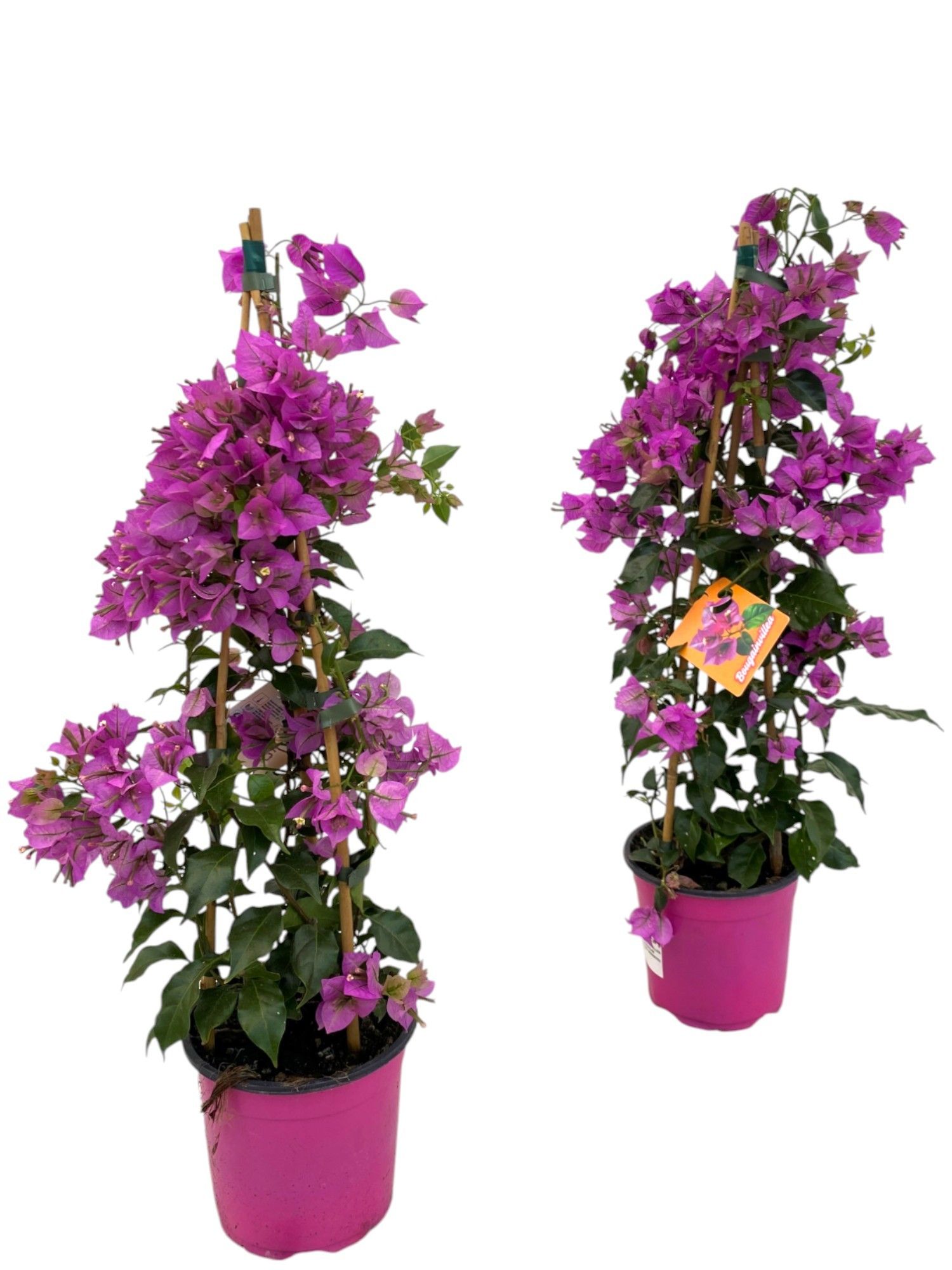 Bougainvillea Sanderiana piramide, D 17