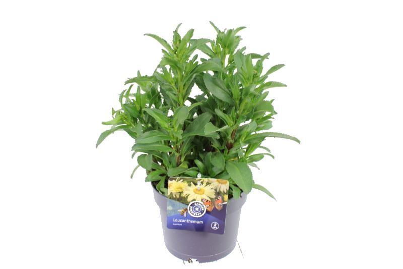 Leucanthemum maximum Sweet Daisy Christine, D 17