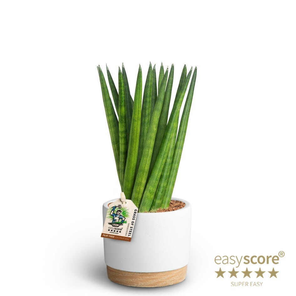 Woodbase White, Sansevieria cylindrica ´Spaghetti´, D 10