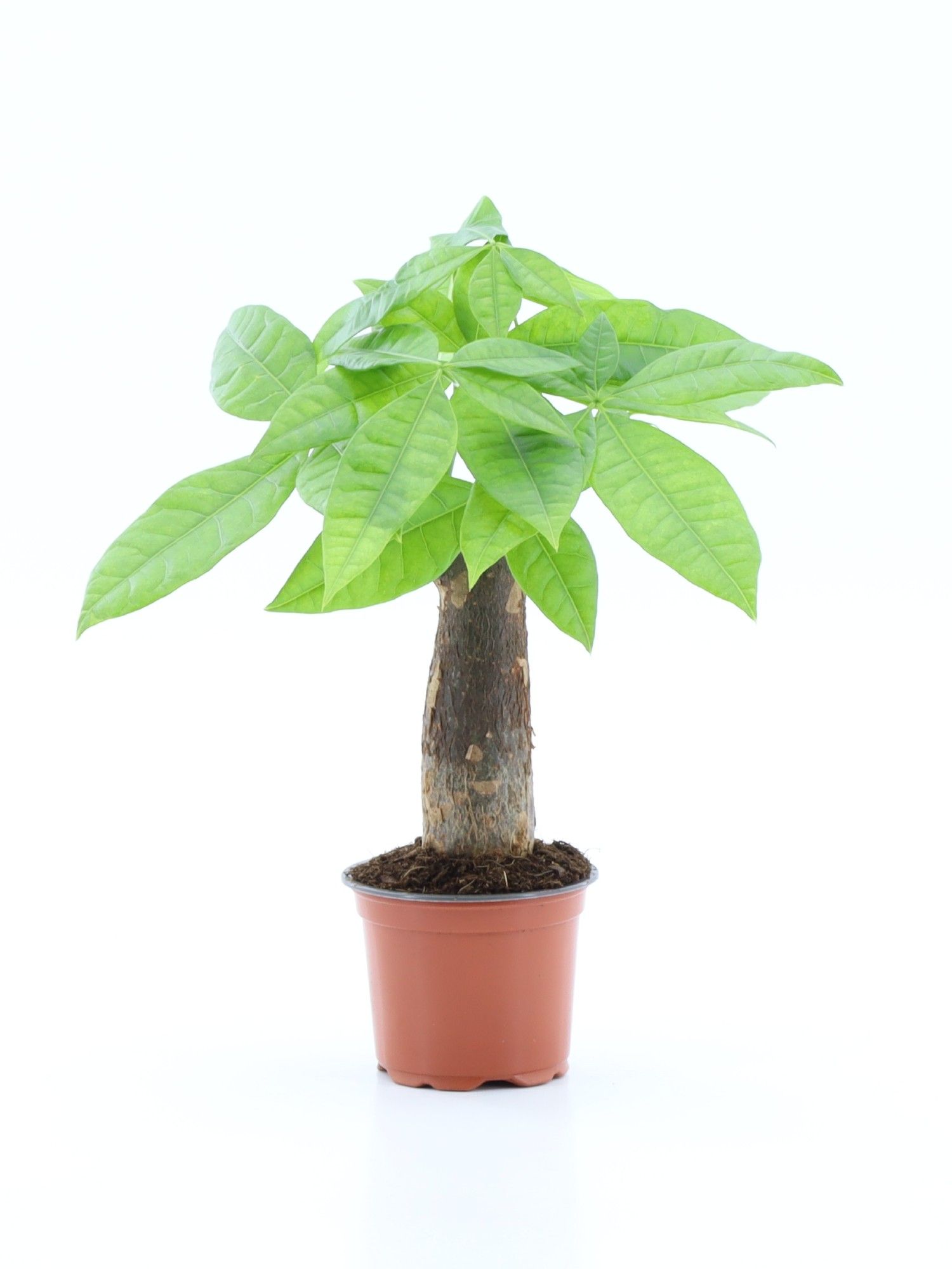 Pachira Aquatica rechte stam, D 9