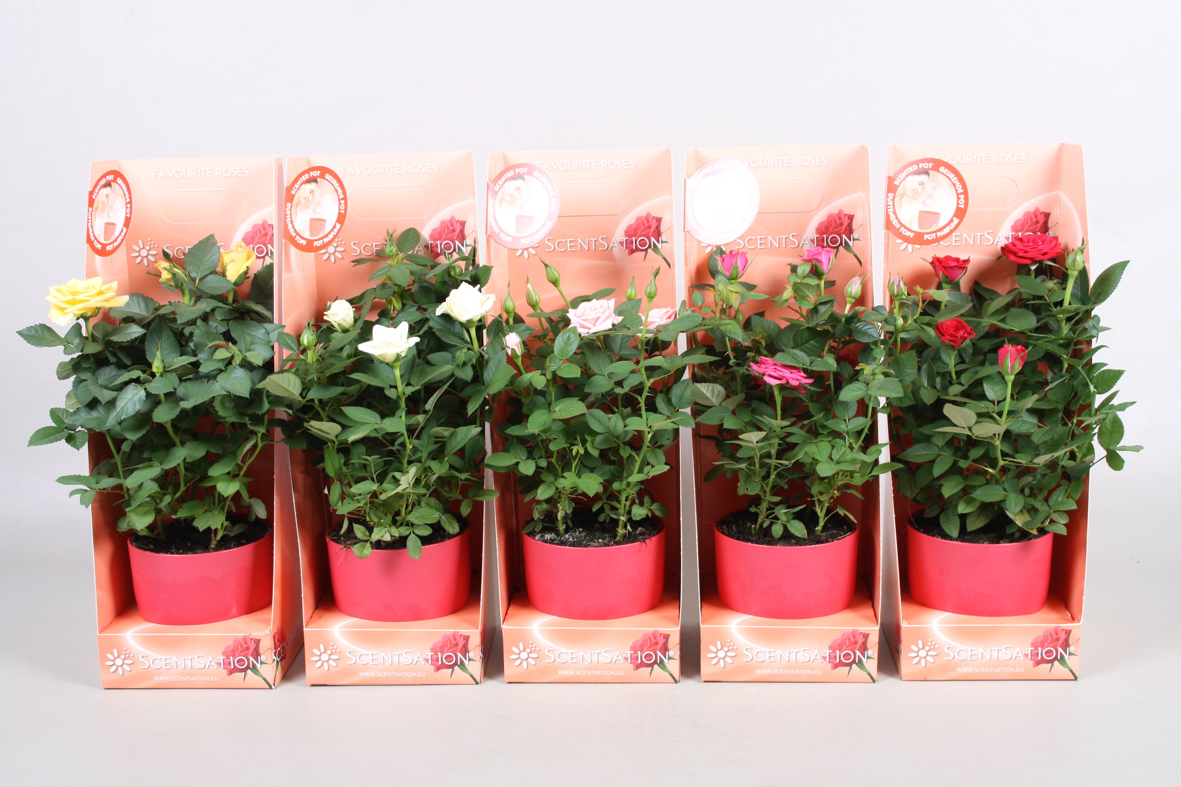 Rosa Favourite Roses gemengd Scentsation geurpot, D 10,5