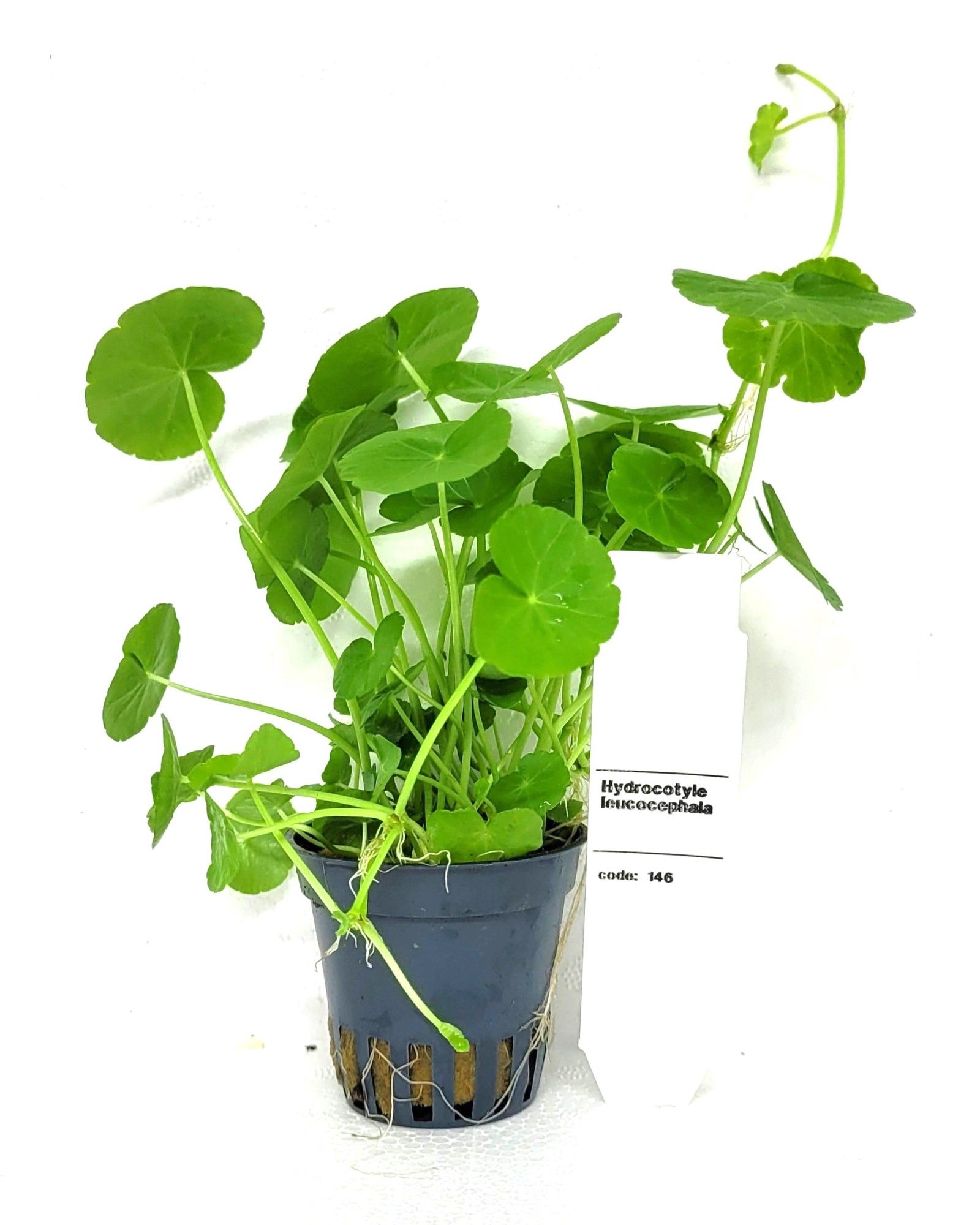 Hydrocotyle leucocephala, D 5