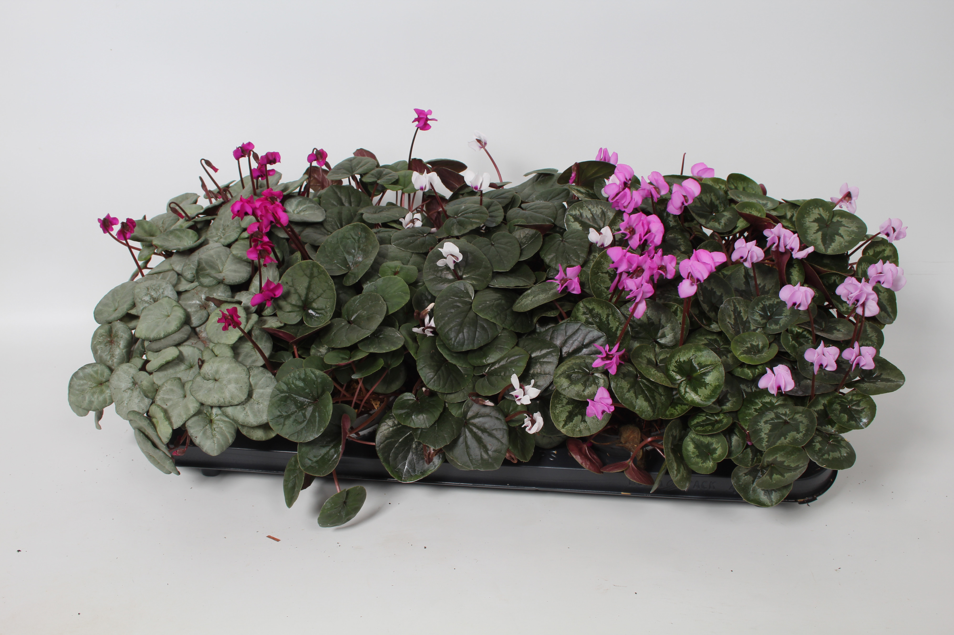 Cyclamen coum gemengd op bak p 10,5, D 10,5