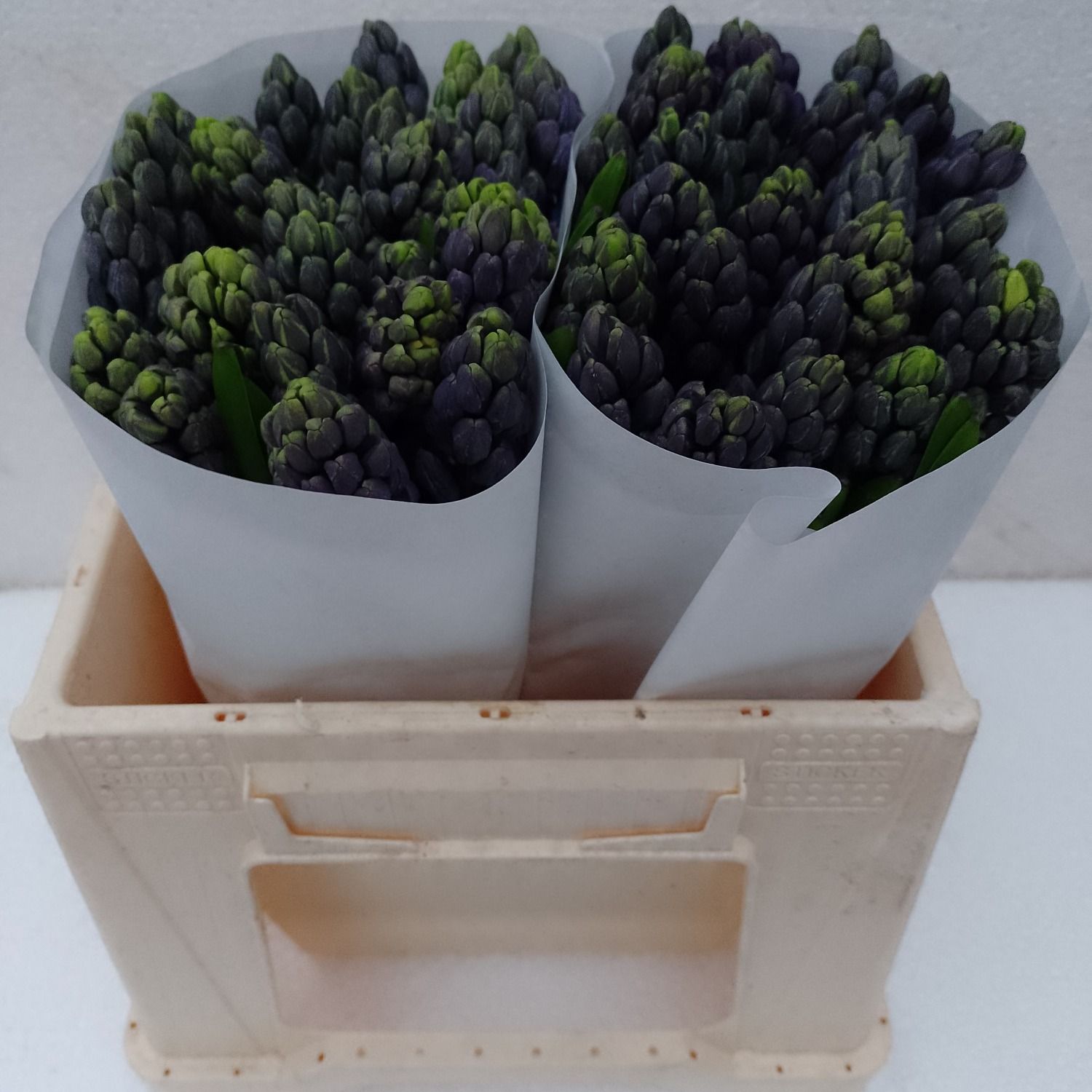 Гиацинт Делфт Блю (син.), шт.