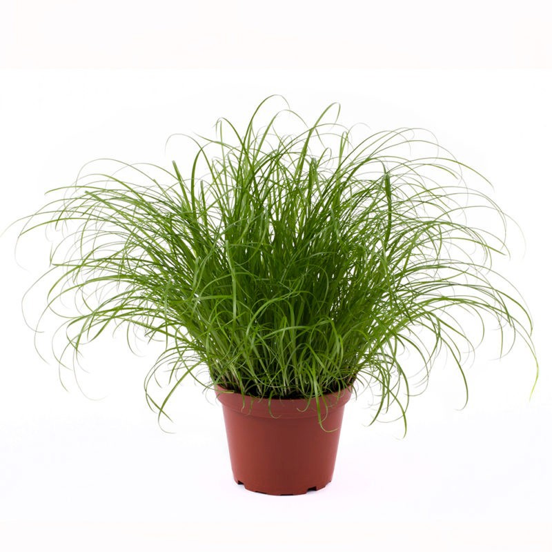 CYPERUS SPICIES, D 11