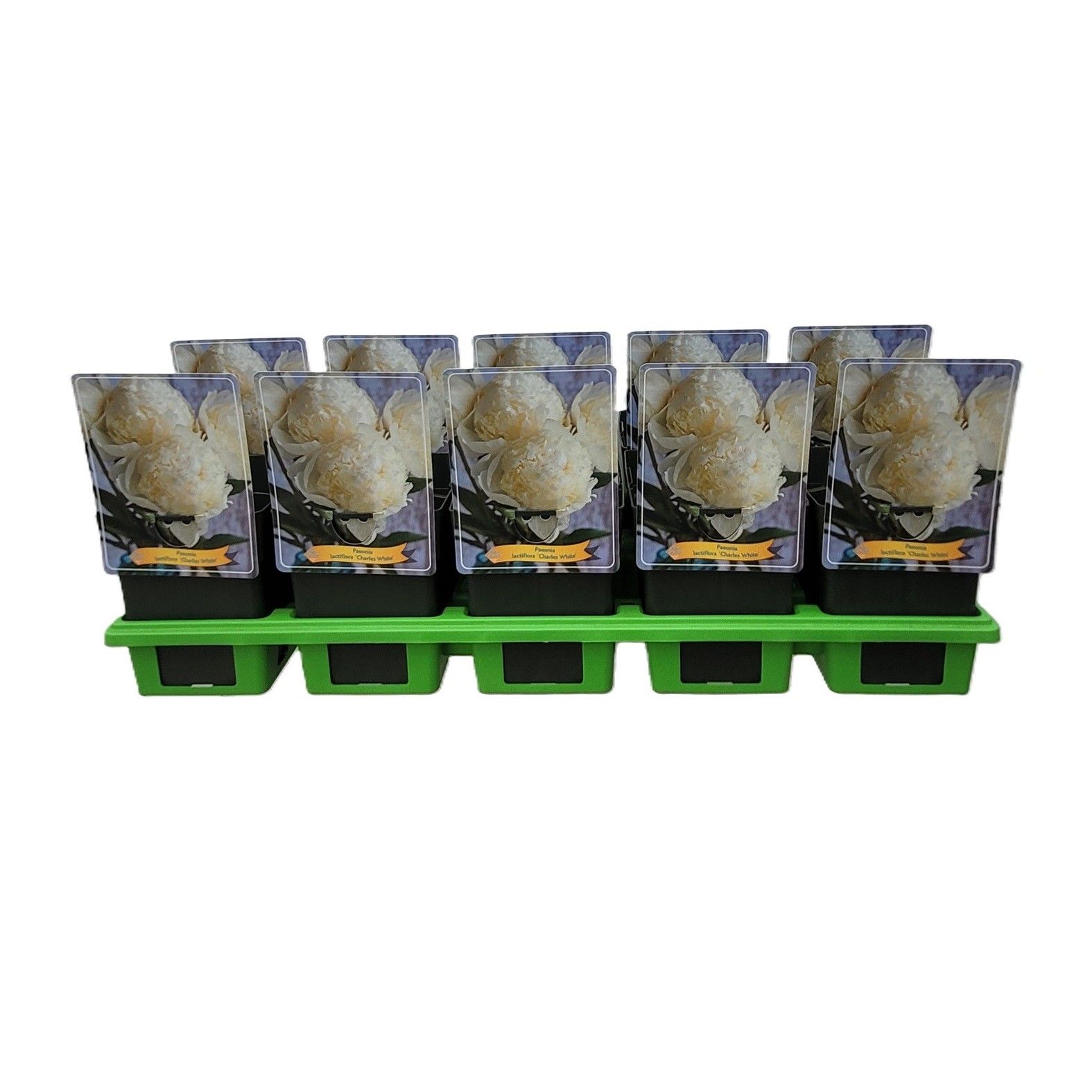 Paeonia Lactiflora 'Charles White' P11, D 11