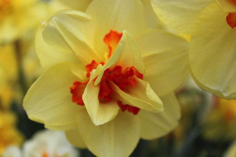 NARCISSUS INCOMPARABILIS 'TAHITI', D 23