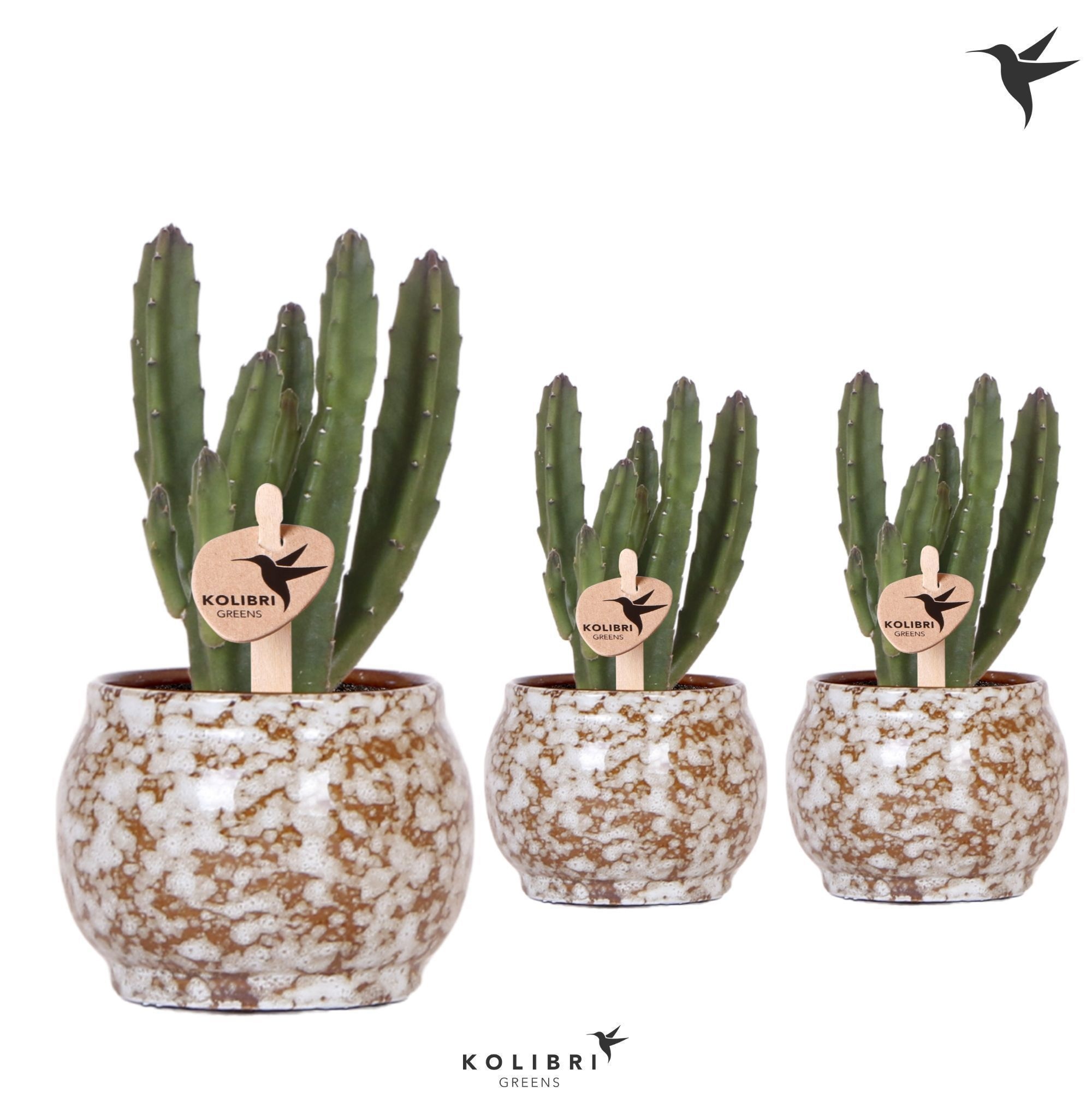 Kolibri Greens Stapelia Leendertziae in Safari pot, D 6