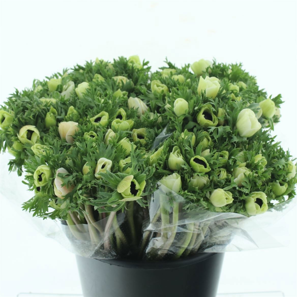 Анемон Мариане Вайт 45 (бел.), шт.