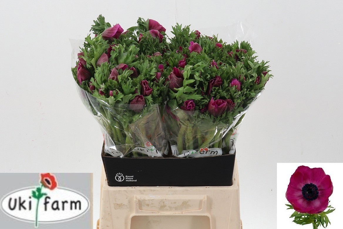 Анемон Галил Перпл 45 (фиолет.), шт.