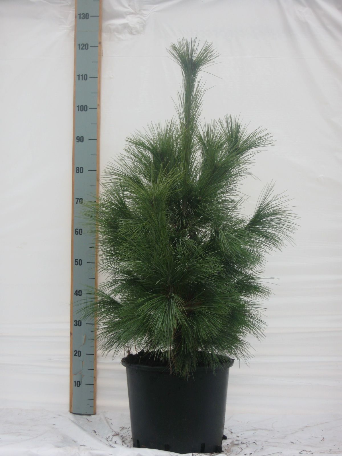 Pinus schw. Wiethorst, D 32