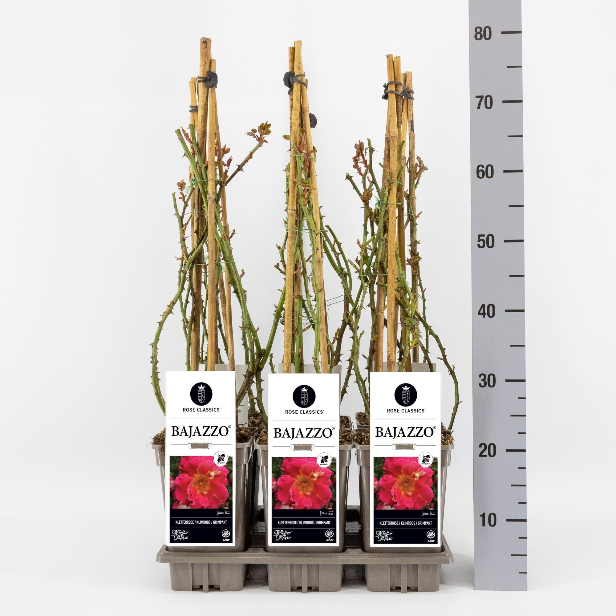 Rosa (K) Bajazzo ®, C3, 3 stok 75cm, D 17