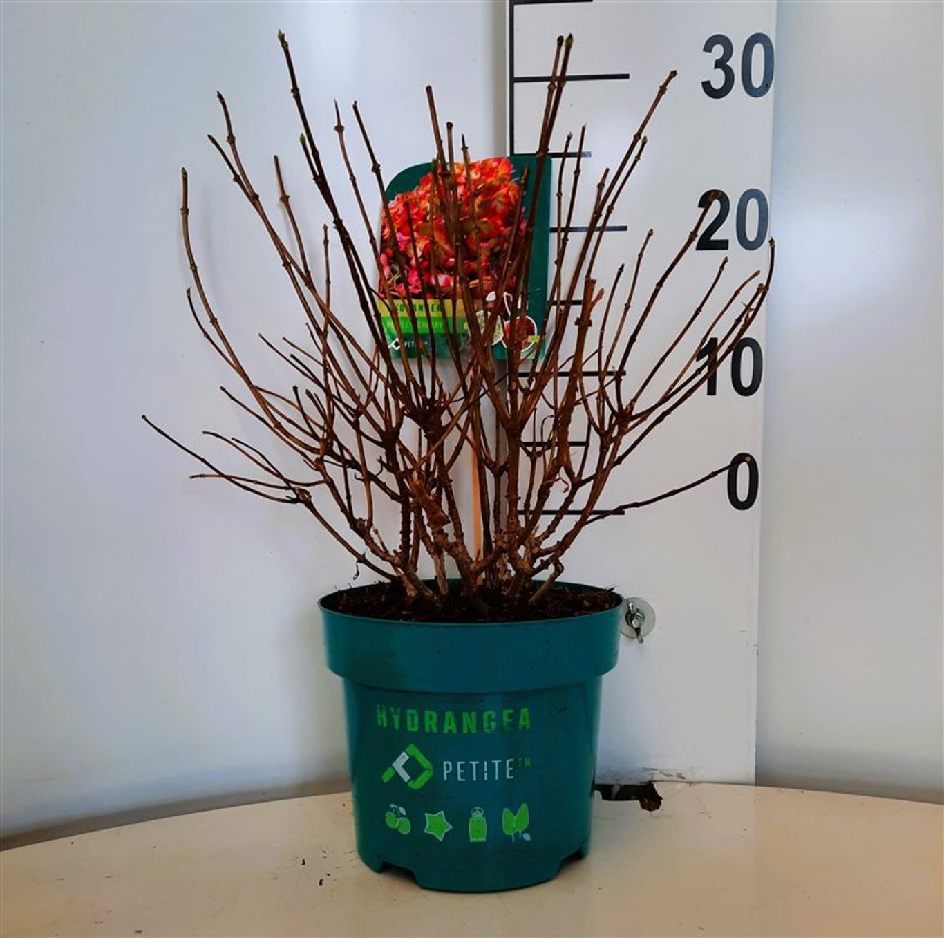 Hydrangea pan. 'Petite Cherry'®, D 19