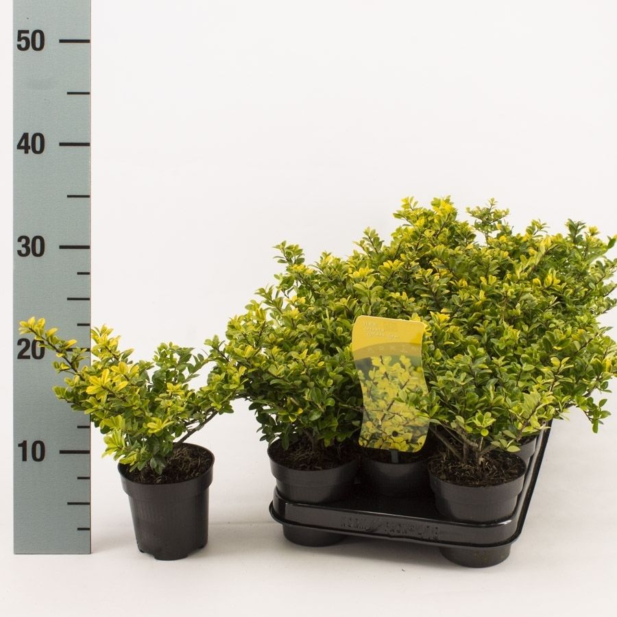 Ilex crenata Golden Gem, D 9