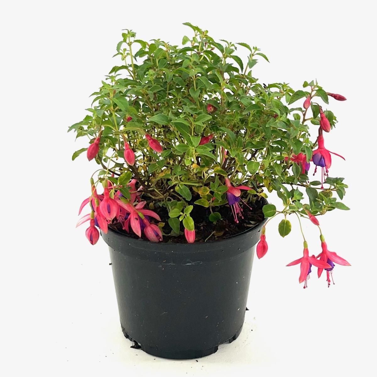 Fuchsia 'Tom Thumb', D 17