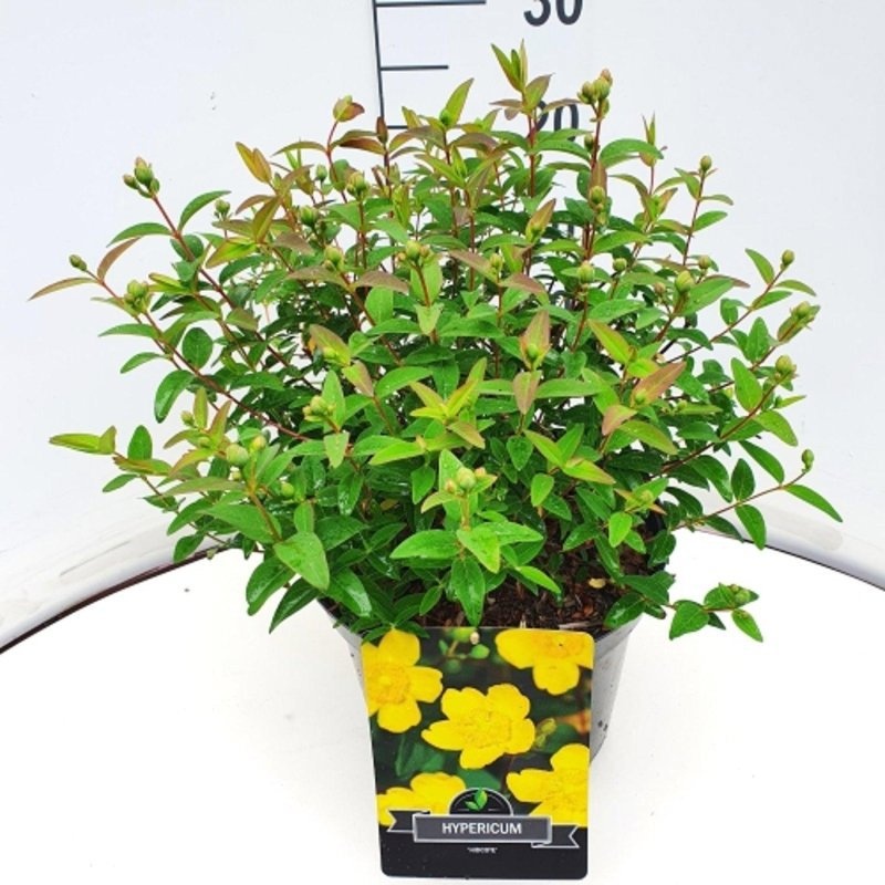 Hypericum 'Hidcote', D 29