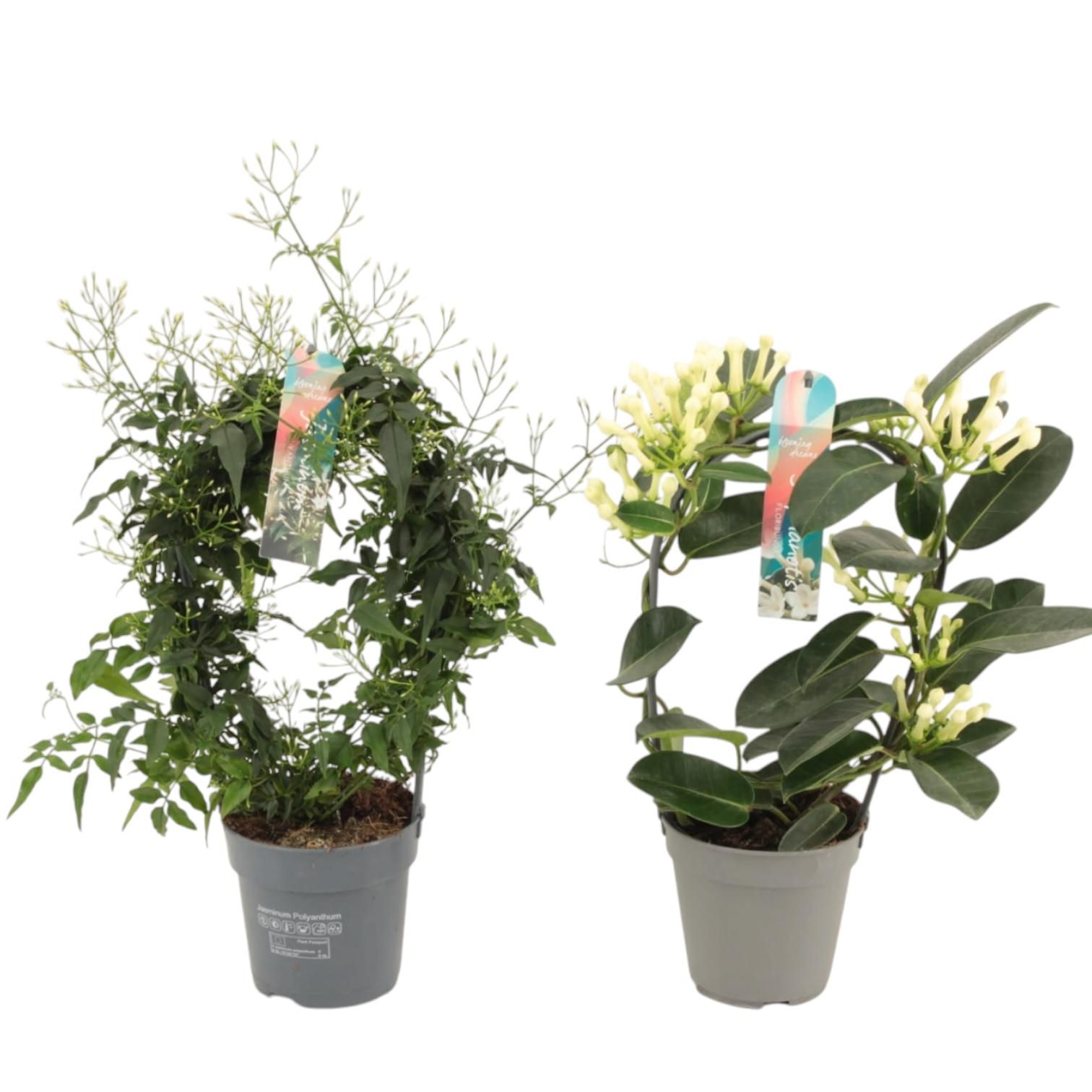 Geurmix Jasminum - Stephanotis p12 (Jasmijn), D 12