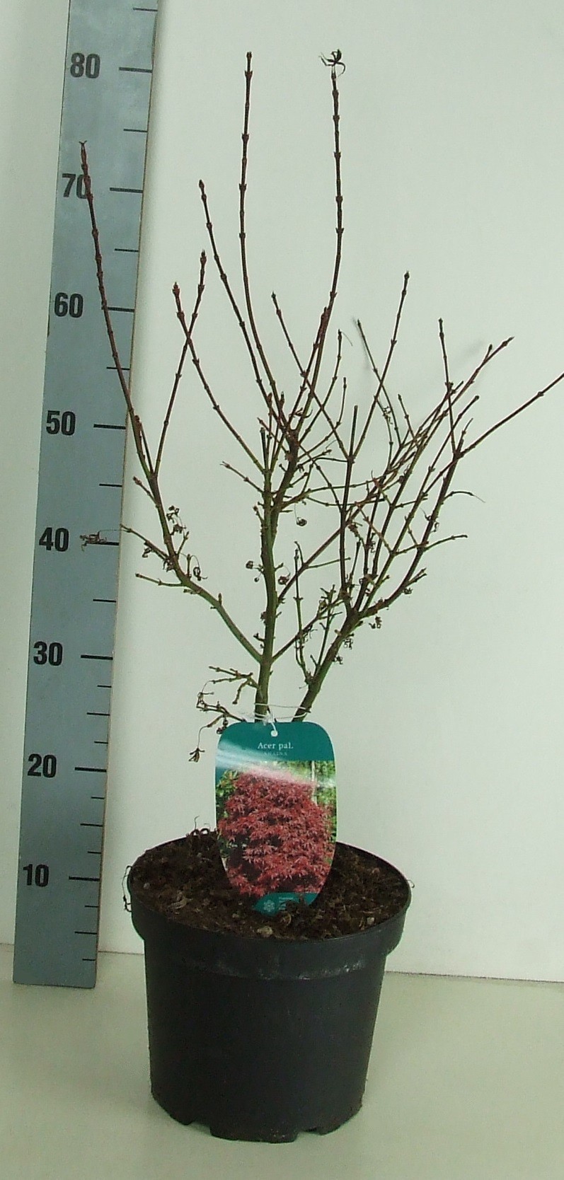 Acer palmatum 'Shaina' P23 Full CC, D 23