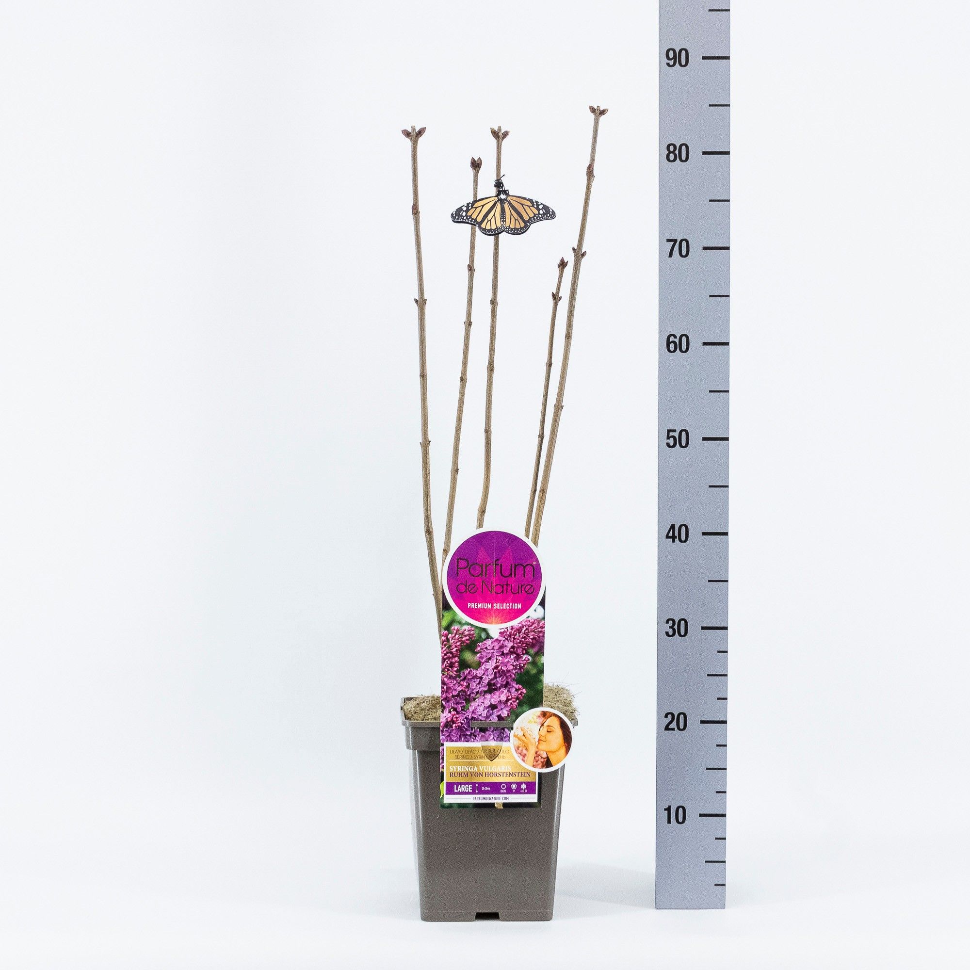 Syringa Ruhm von Horstenstein, 'Premium Selection', C5, D 23