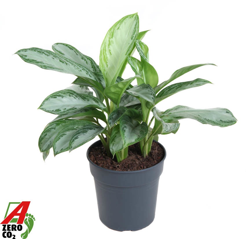 Aglaonema Silver Bay, D 24